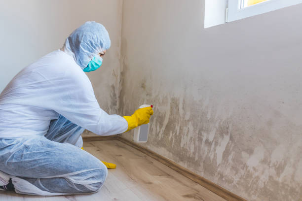 Mold Remediation specialist working in Willow Grove