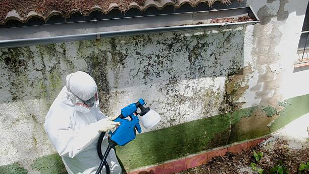 Mold Remediation service in Willow Grove, Willow Grove, TX